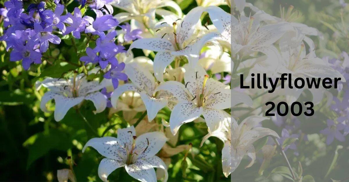 Lillyflower2003 – A Comprehensive Guide!