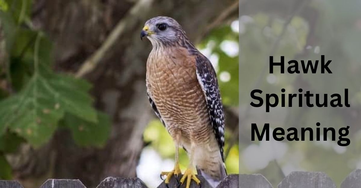 Hawk Spiritual Meaning – Explore It With Me!